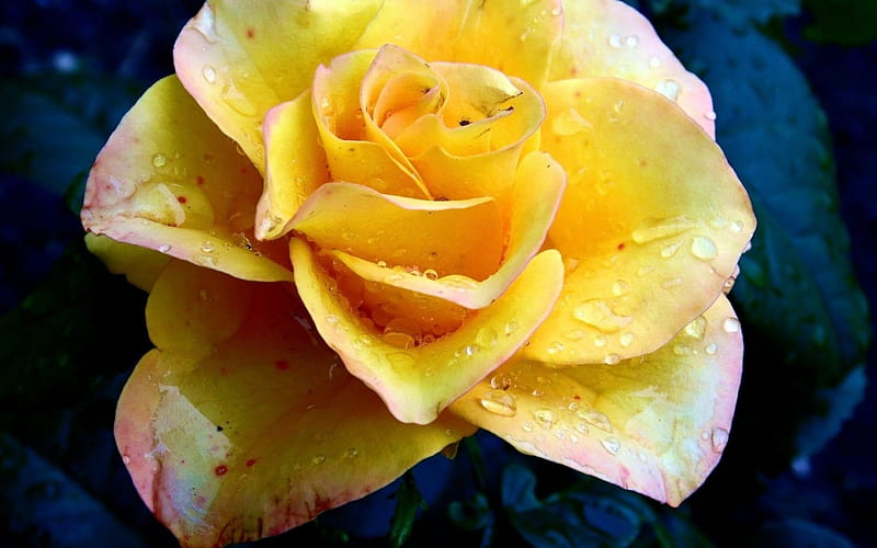 Yellow Rose, garden, petals, blossom, raindrops, HD wallpaper
