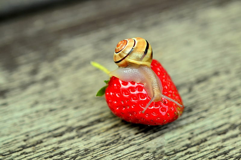 Snail on strawberry, fruit, cute, red, melc, snail, strawberry, wood, HD wallpaper