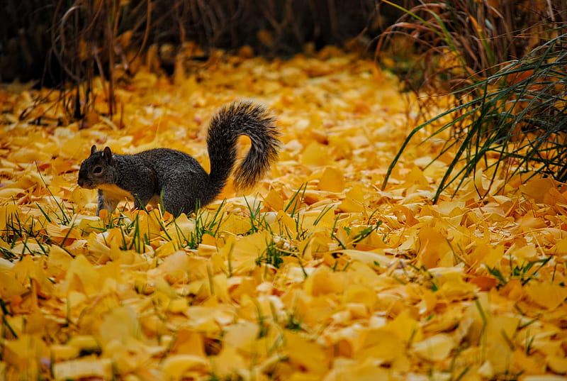 Squirrel on ground, HD wallpaper