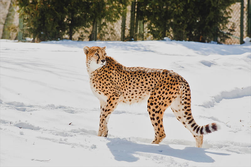 Cats, Cheetah, Big Cat, Snow, Winter, Zoo, HD wallpaper