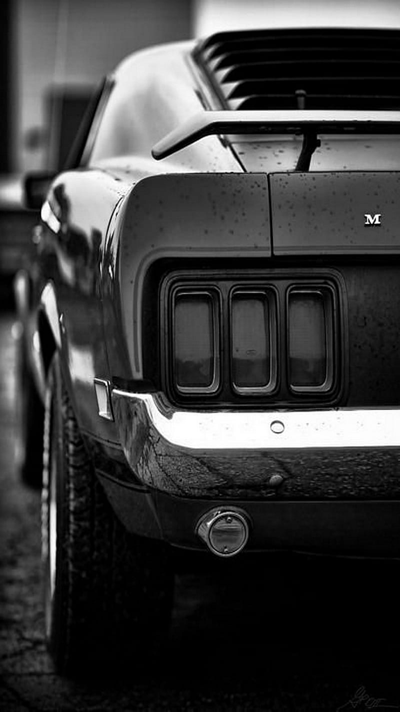 Mustang Photos Download The BEST Free Mustang Stock Photos  HD Images