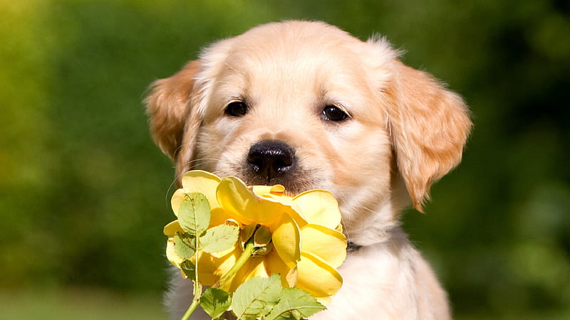 Retriever Puppy Petals, labrador-retriever, dog, animals, petals, puppy, HD wallpaper