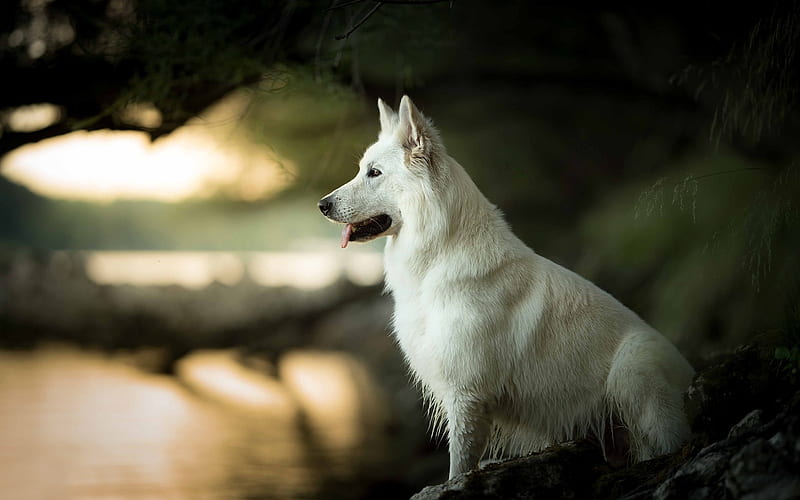 Swiss Shepherd, river, White Swiss Shepherd, bokeh, dogs, Berger Blanc Suisse, pets, White Shepherd Dog, HD wallpaper