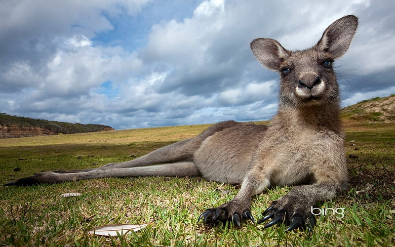 Eastern gray kangaroo in Murramarang National Park New South Wales Australia, Animal, gris, Kangaroo, Eastern, HD wallpaper