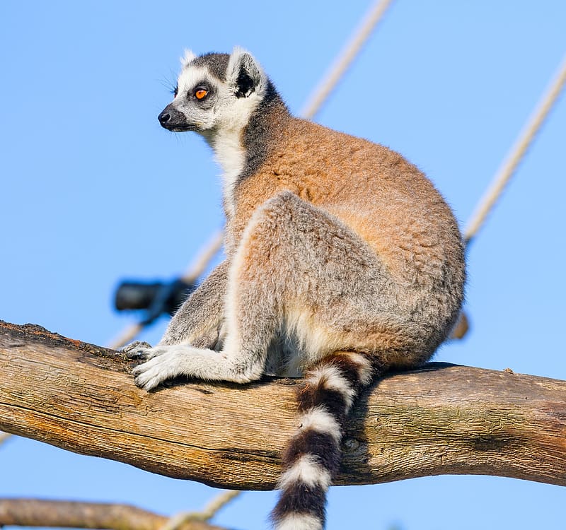 Ringtailed Lemur, animal, primate, ringtailed, lemur, HD wallpaper