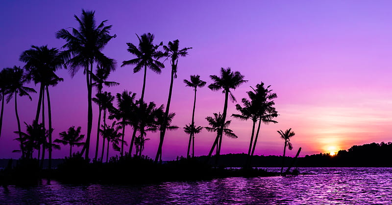 palm trees, silhouette, sunset, purple, HD wallpaper