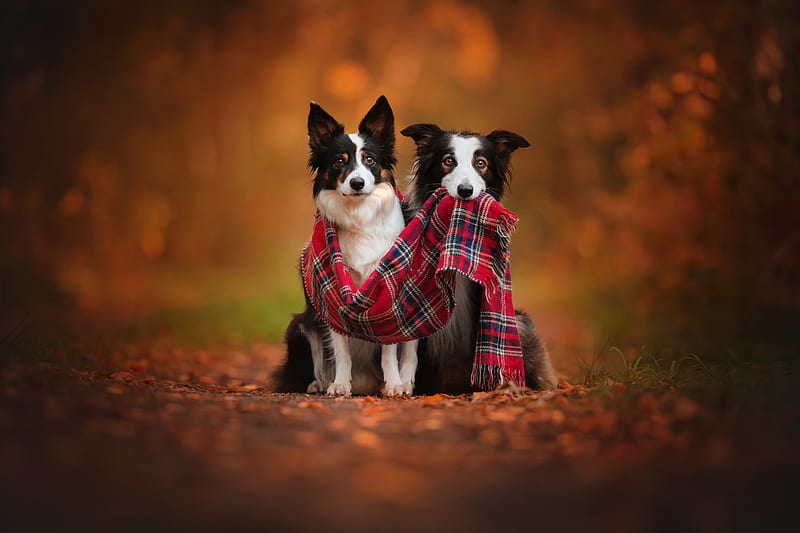 Dogs, Border Collie, Depth Of Field, Dog, Fall, Pet, Scarf, HD wallpaper