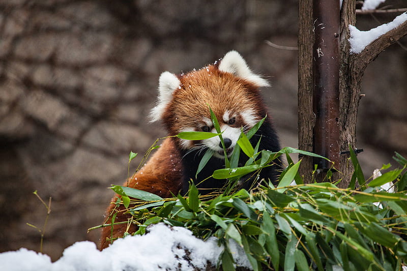 Red Panda, red-panda, panda, animals, HD wallpaper