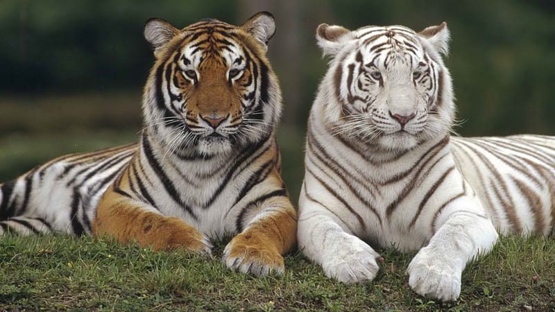 Tigers, bengal tiger, white tiger, big cats, wild, HD wallpaper