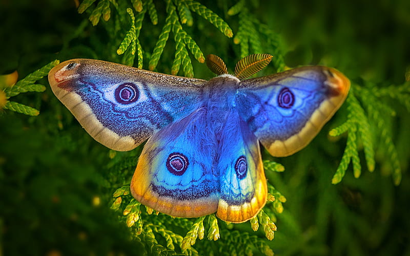 Aglais io, macro, Peacock butterfly, bokeh, butterflies, blue butterfly, HD wallpaper
