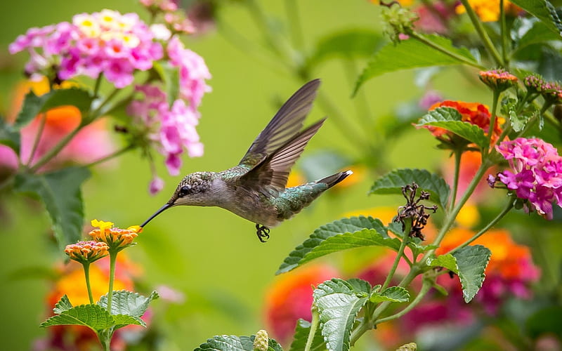 Hummingbird, colorful, bird, pasare, flower, colibri, HD wallpaper