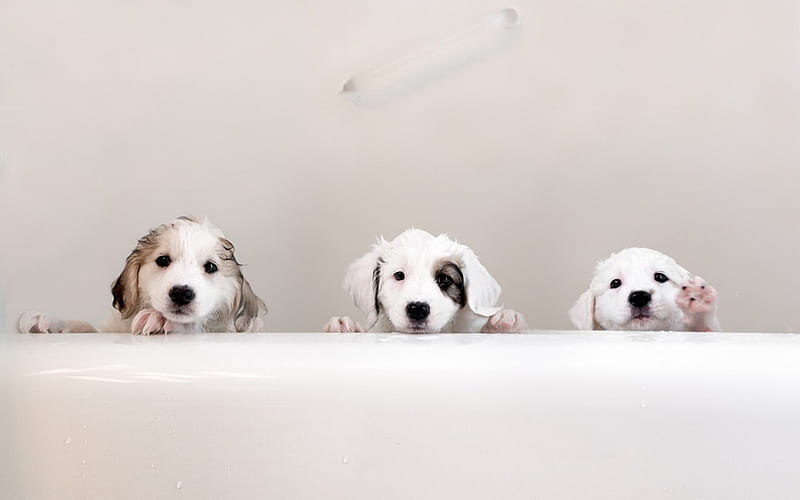 Help!, cute, help, paw, bath, funny, white, puppy, dog, HD wallpaper