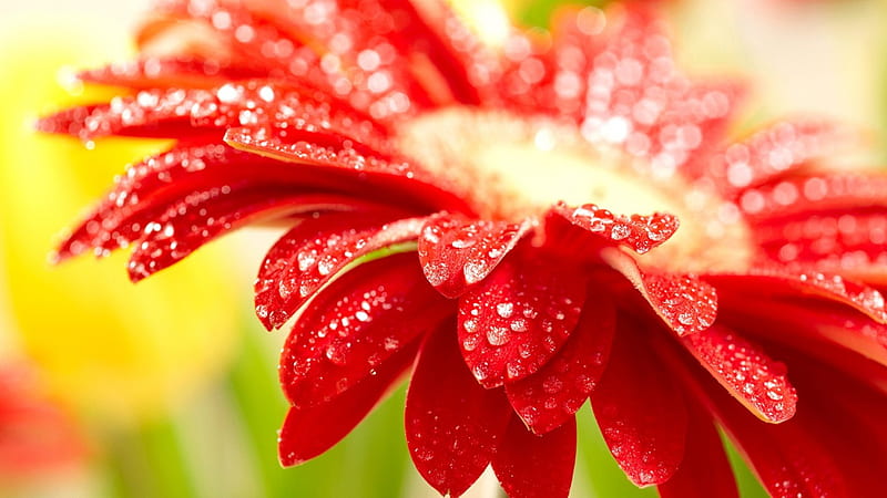 Red flower, red, pretty, wet, lovely, bonito, drops, nice, water, droplets, flower, gerbera, nature, petals, rain, HD wallpaper