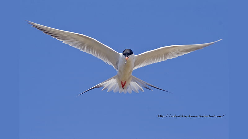 Tern in Flight, up, wings, flight, tern, close, nature, sky, blue, HD wallpaper
