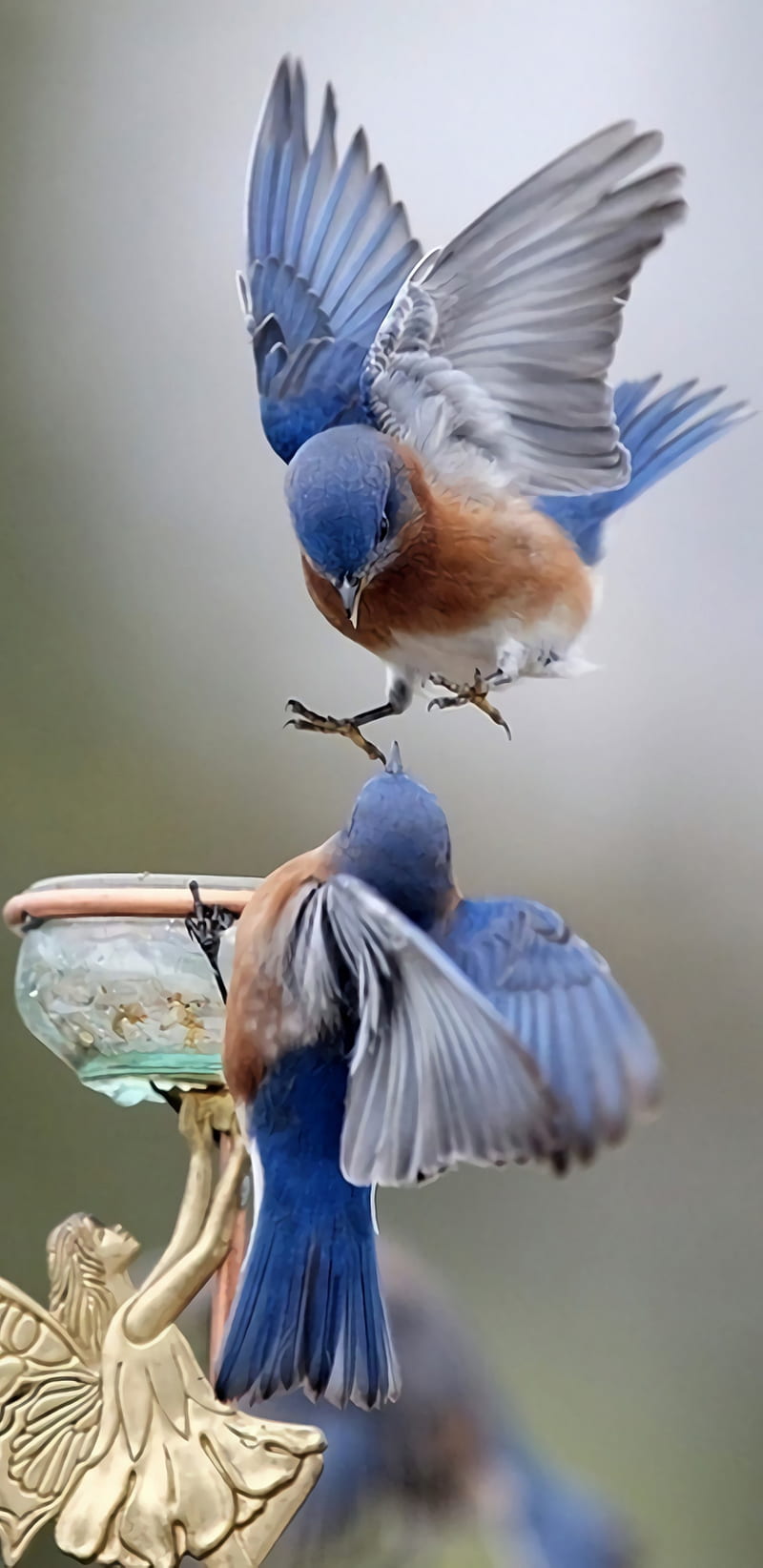 Birds, bird, blue, couple, HD phone wallpaper