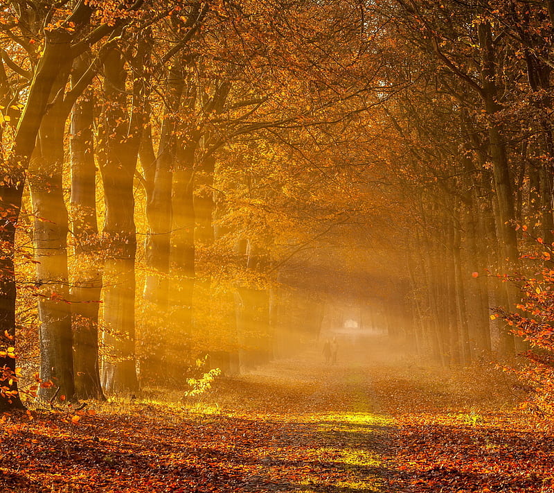 Light In Trees, autumn, fall, love, road trip, sunset, HD wallpaper