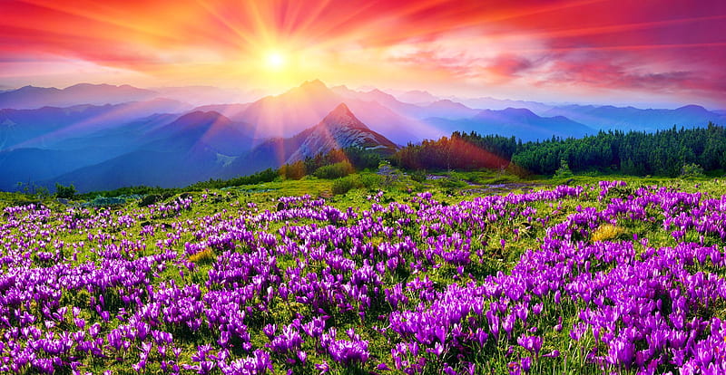 Mountain meadow lit by the spring sun, hills, colorful, amazing, sun, crocuses, bonito, spring, sky, mountain, rays, flowers, meadow, HD wallpaper