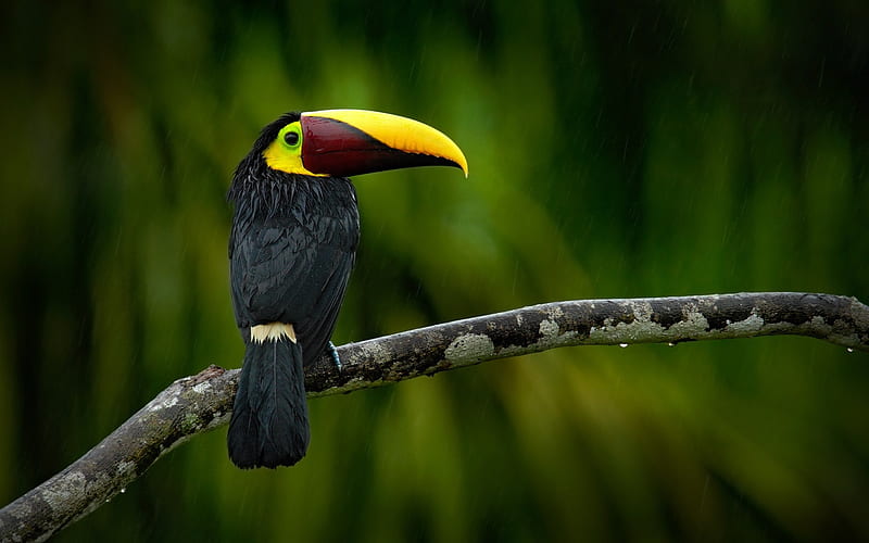 Toco Toucan, jungle, rain, black toucan, Ramphastos toco, wildlife, toucan, HD wallpaper