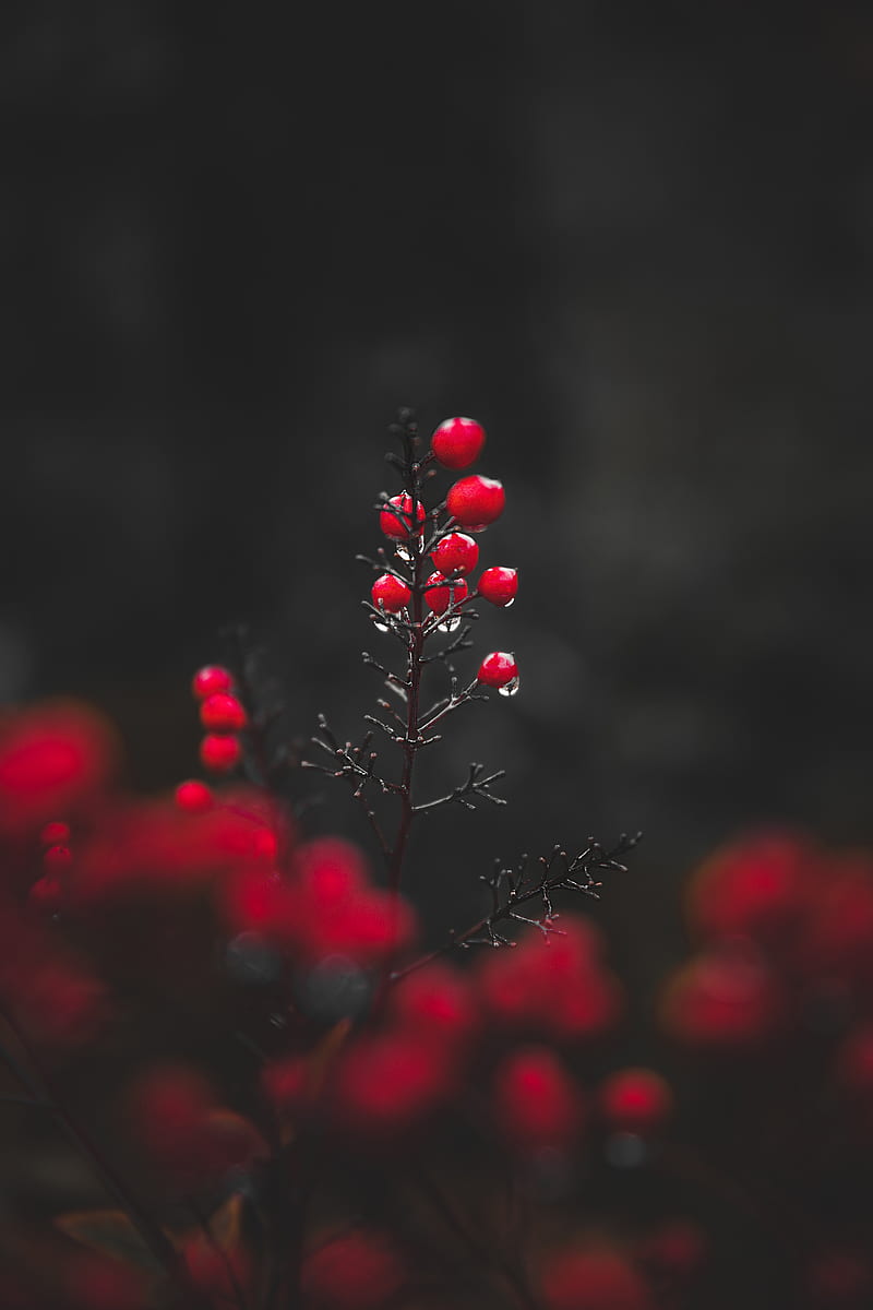 berries, drops, macro, red, wet, HD phone wallpaper