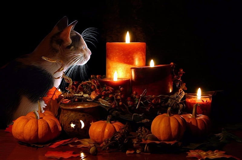 First Halloween, fall season, autumn, halloween, love four seasons, cat, candles, leaves, graphy, animals, pumpkins, HD wallpaper