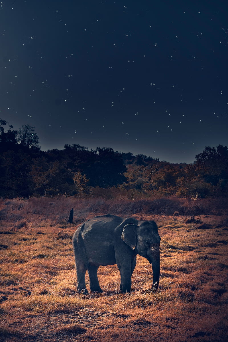 elephant, wildlife, african elephant, HD phone wallpaper