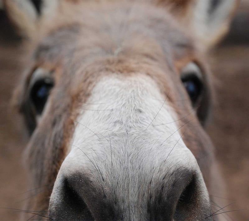 Donkey, face, HD wallpaper