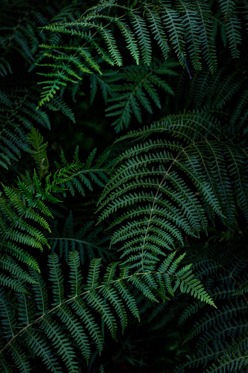 fern, leaves, branches, green, macro, HD phone wallpaper