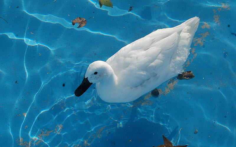 white duck in the pool, white, duck, bird, pool, HD wallpaper