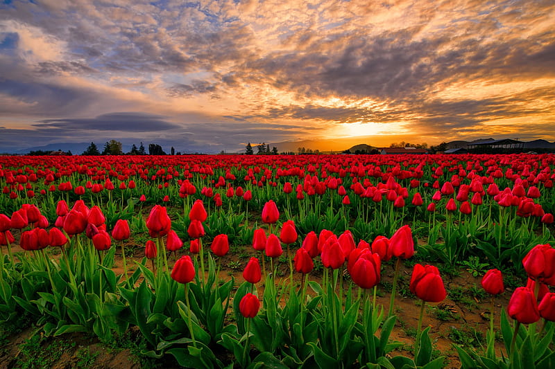 Tulips field at sunset, pretty, fiery, bonito, sunset, spring, sky