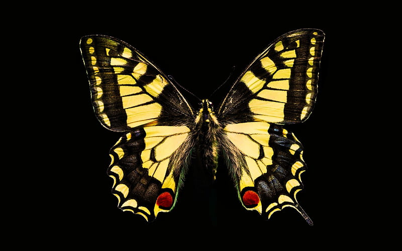 Butterfly Wallpaper 4K Spring Bokeh Nature 9070