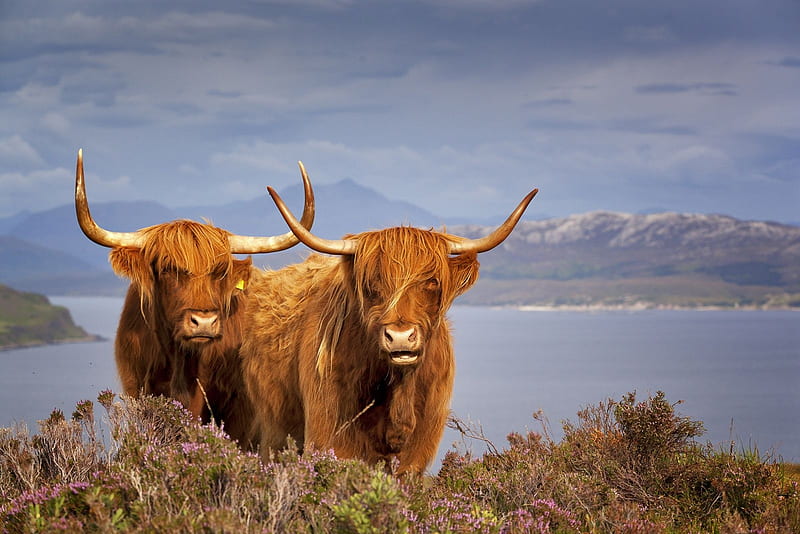 Highland Cattle - Scotland, Scotland, Scottish Highlands, Highland Cattle, Highlands of Scotland, HD wallpaper