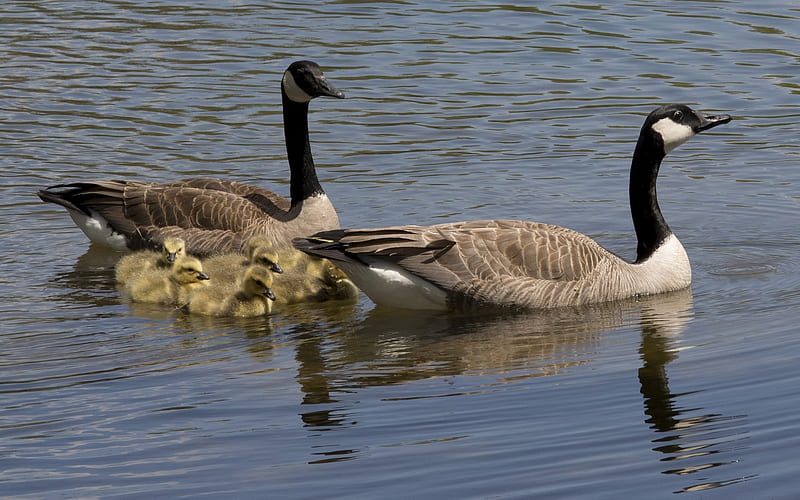 Canadian Geese Family, birds, geese, water, Canadian, chicks, HD wallpaper