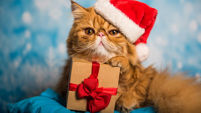 Brown Persian Cat With Santa Claus Cap Is Holding Gift Box Cat, HD wallpaper