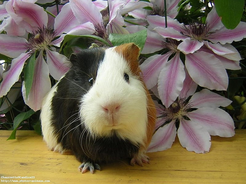 Guinea Pig, cute, black and white, flowers, animal, HD wallpaper