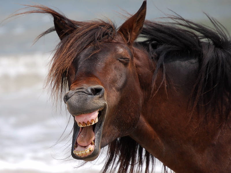 Laughing Horse, Laughing, Brown, Horse, Animals, HD wallpaper