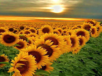 Field of sun, sunflowers, green, brown, flowers, yellow, field, HD  wallpaper | Peakpx