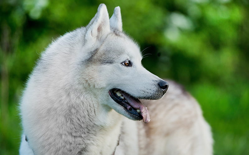 Siberian Husky, big white dog, pets, cute animals, white husky, dogs, HD wallpaper