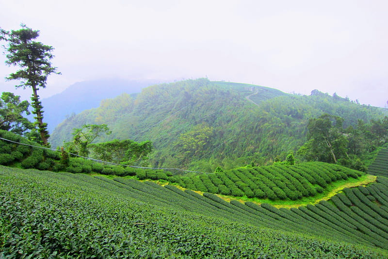 Tea plantations in the mountains, tree, tea plantations, misty clouds, mountains, HD wallpaper