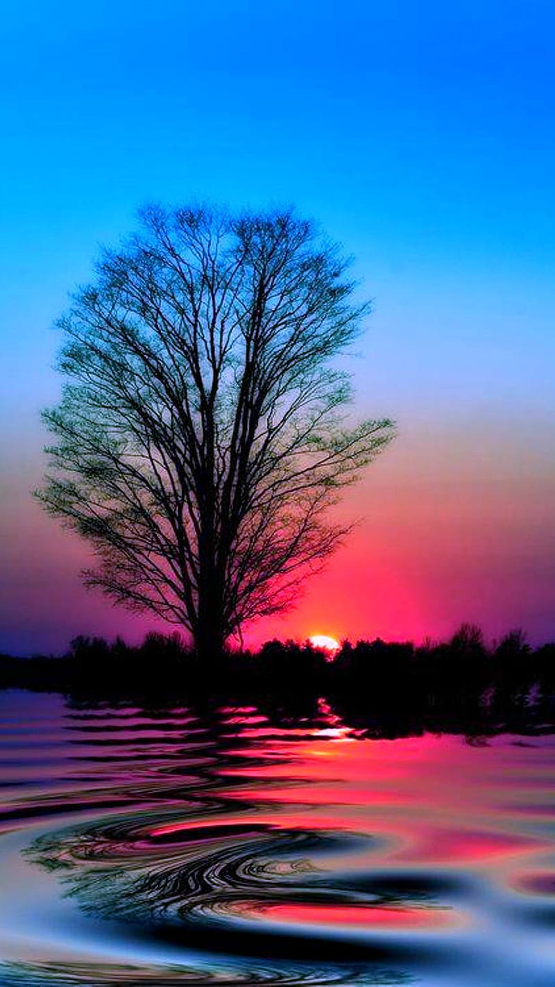Sunset , reflecting, sunset, tree, water, HD phone wallpaper