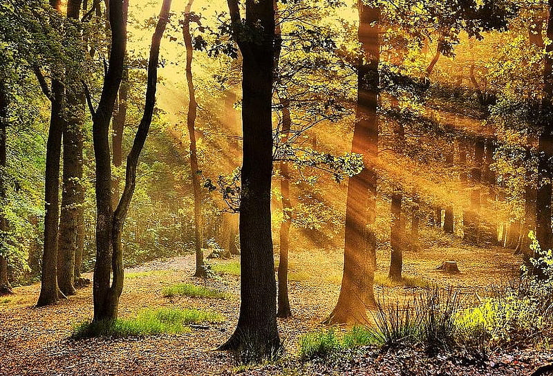 Shining through, forest, plants, shining, sun rays, trees, branches, HD wallpaper