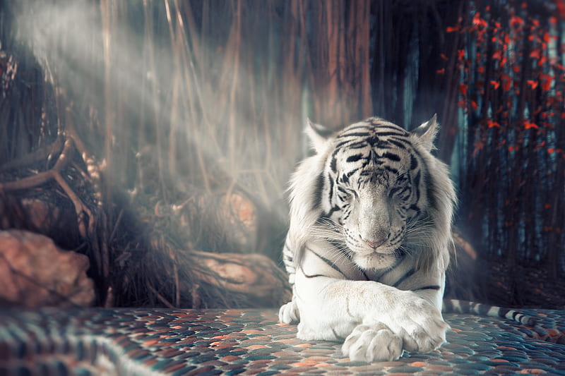 White Tiger Dreamy, white-tiger, tiger, animals, HD wallpaper
