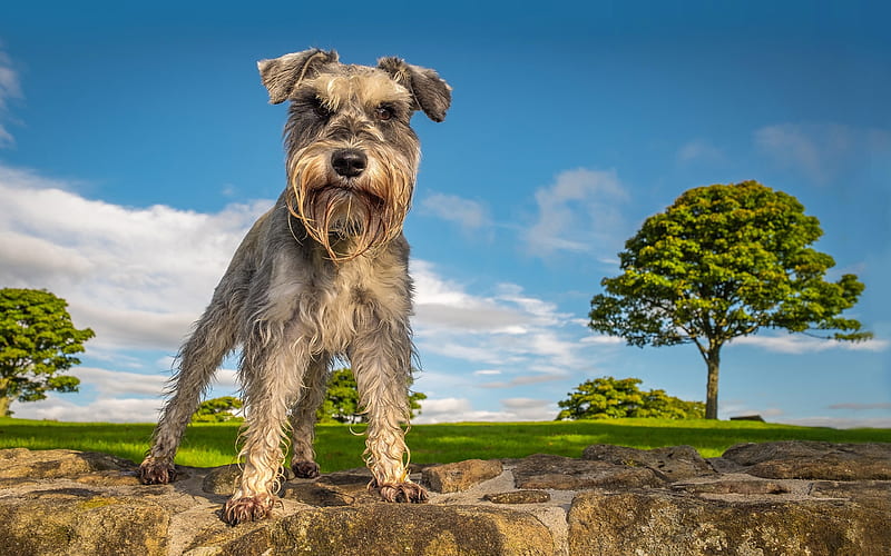 Schnauzer, curly dog, gray dog, German dog breeds, summer, green tree, HD wallpaper