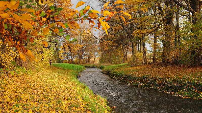 River Stream Between Green Grass Field And Yellow Green Autumn Leaves Trees During Daytime Autumn, HD wallpaper