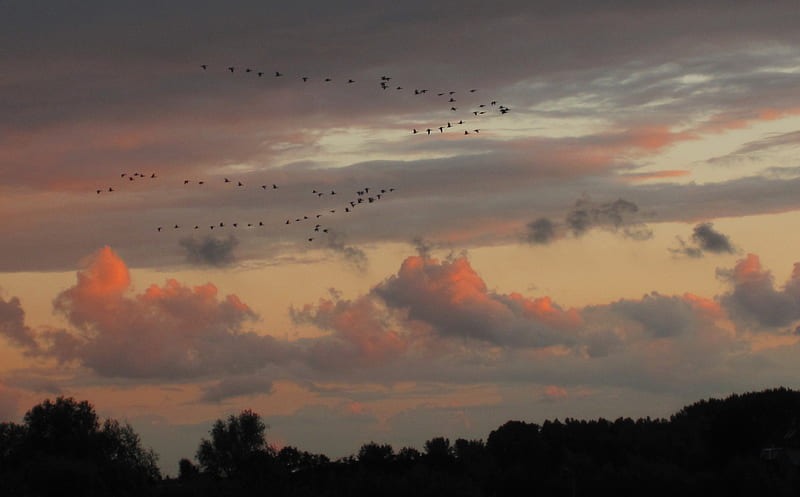 Birds flying high, graphy, birds, nature, sunset, clouds, sky, HD wallpaper