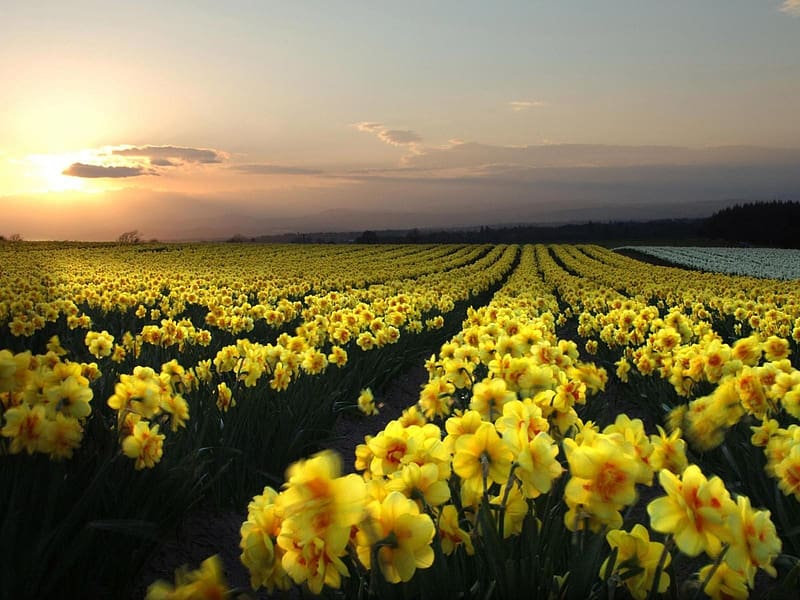 Flowers, Flower, , Field, Yellow Flower, Daffodil, HD wallpaper