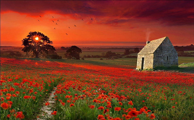 Carpet of Poppies, poppies, sunset, carpet, sky, clouds, red sunset, splendor, flowers field, field of poppies, path, nature, field, landscape, HD wallpaper