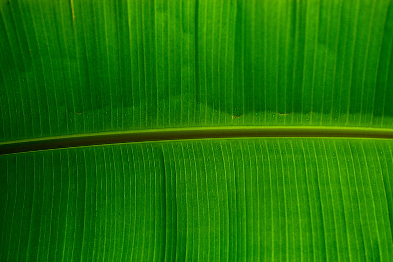 green banana lef, HD wallpaper