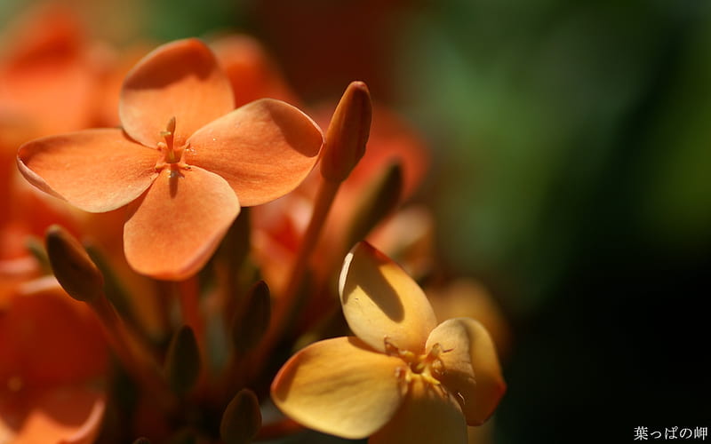 Close up of Ixora- Ixora coccinea Flower, HD wallpaper