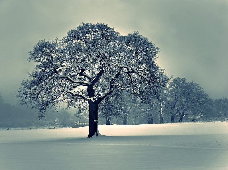 Beautiful Snowed Tree, HD wallpaper