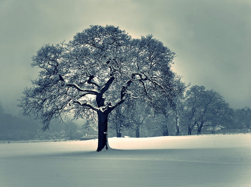 Beautiful lone snow covered tree  Winter trees, Winter scenery, Winter  wallpaper